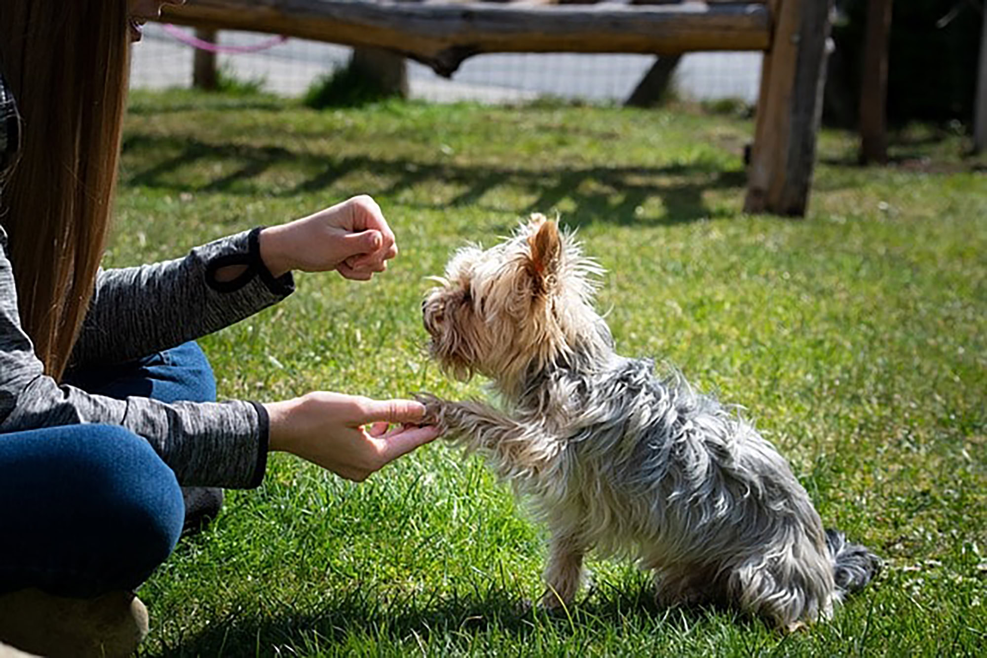 small dog shaking hands with owner