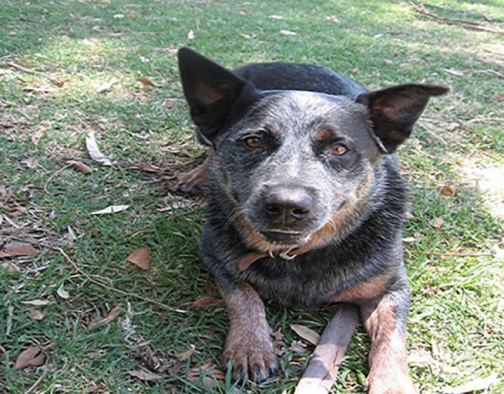 dark brown dog sitting on grass playing with a stick