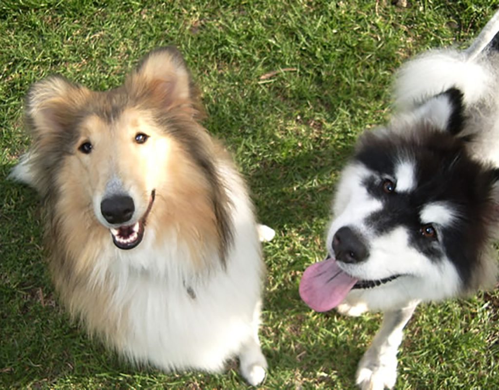 two dogs smiling up at the camera at allbreeds dog training