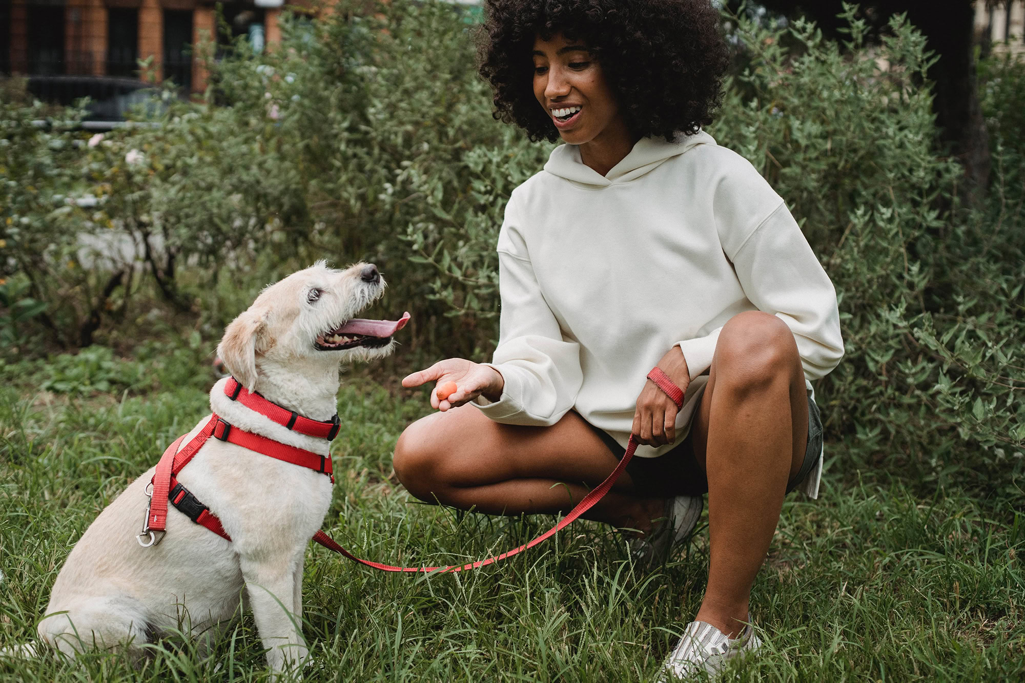 white dog sitting down as owner offers it a treat