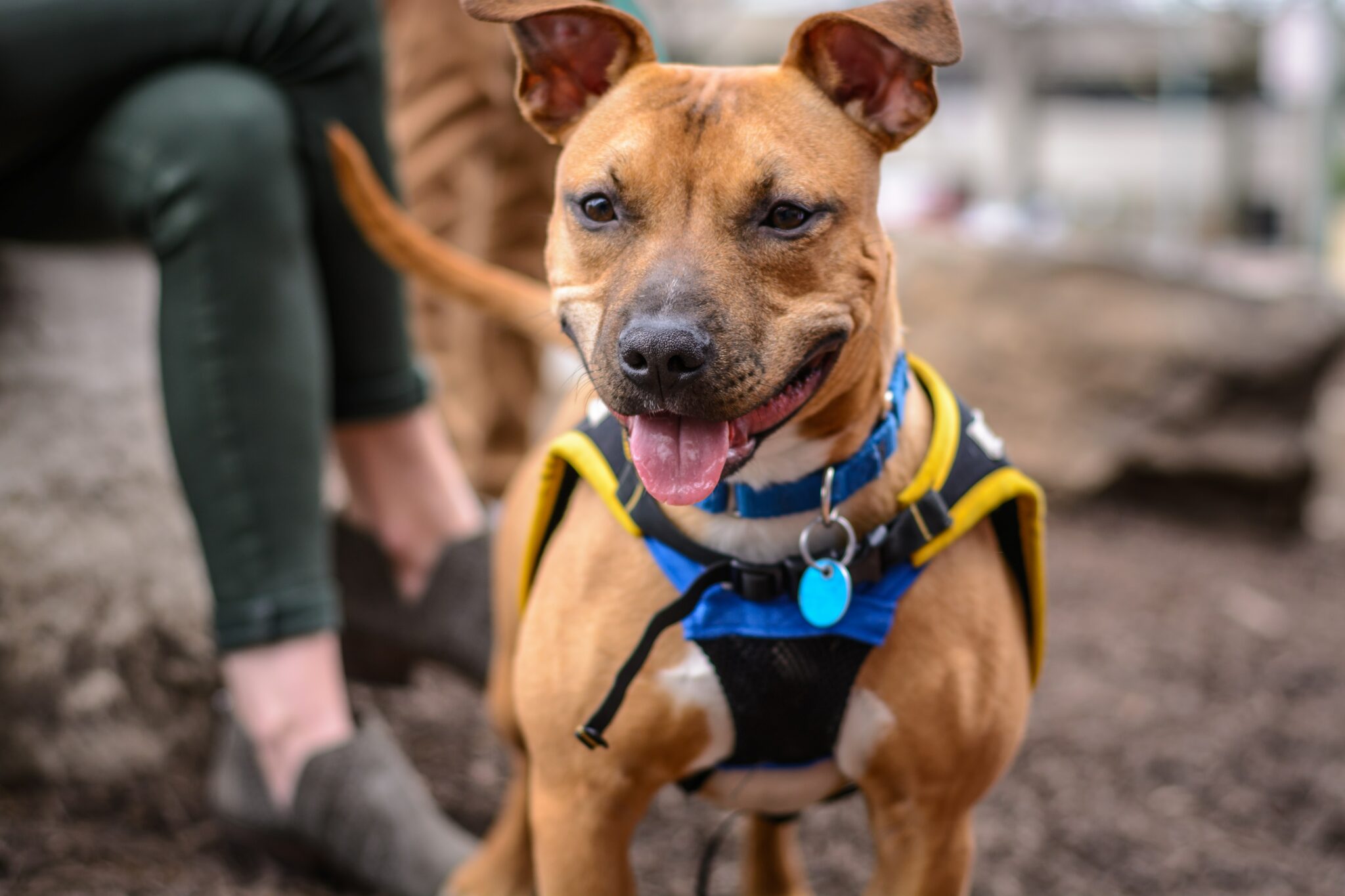 smiling dog after dog behaviour correction