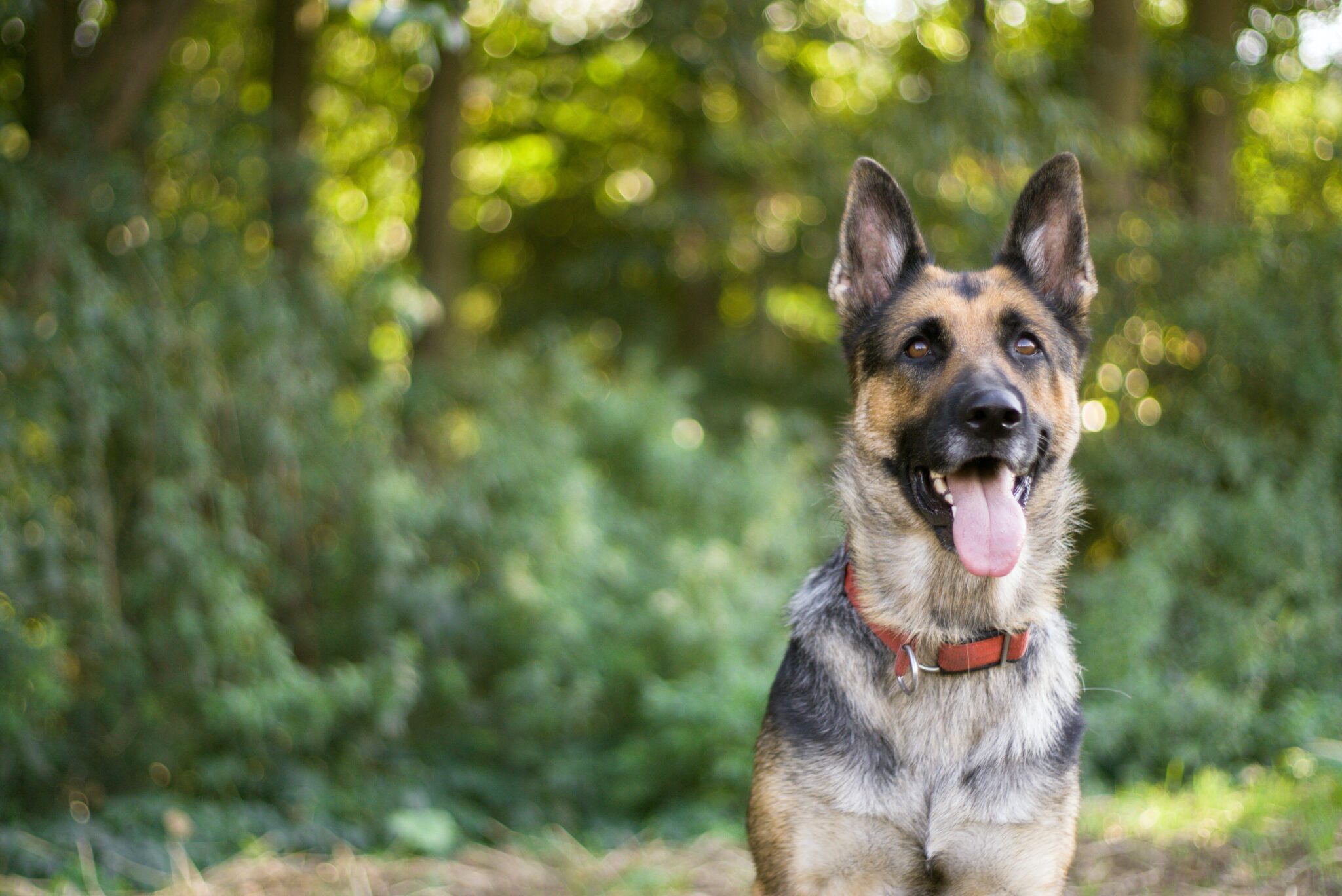 well behaved dog sitting in a wooded area