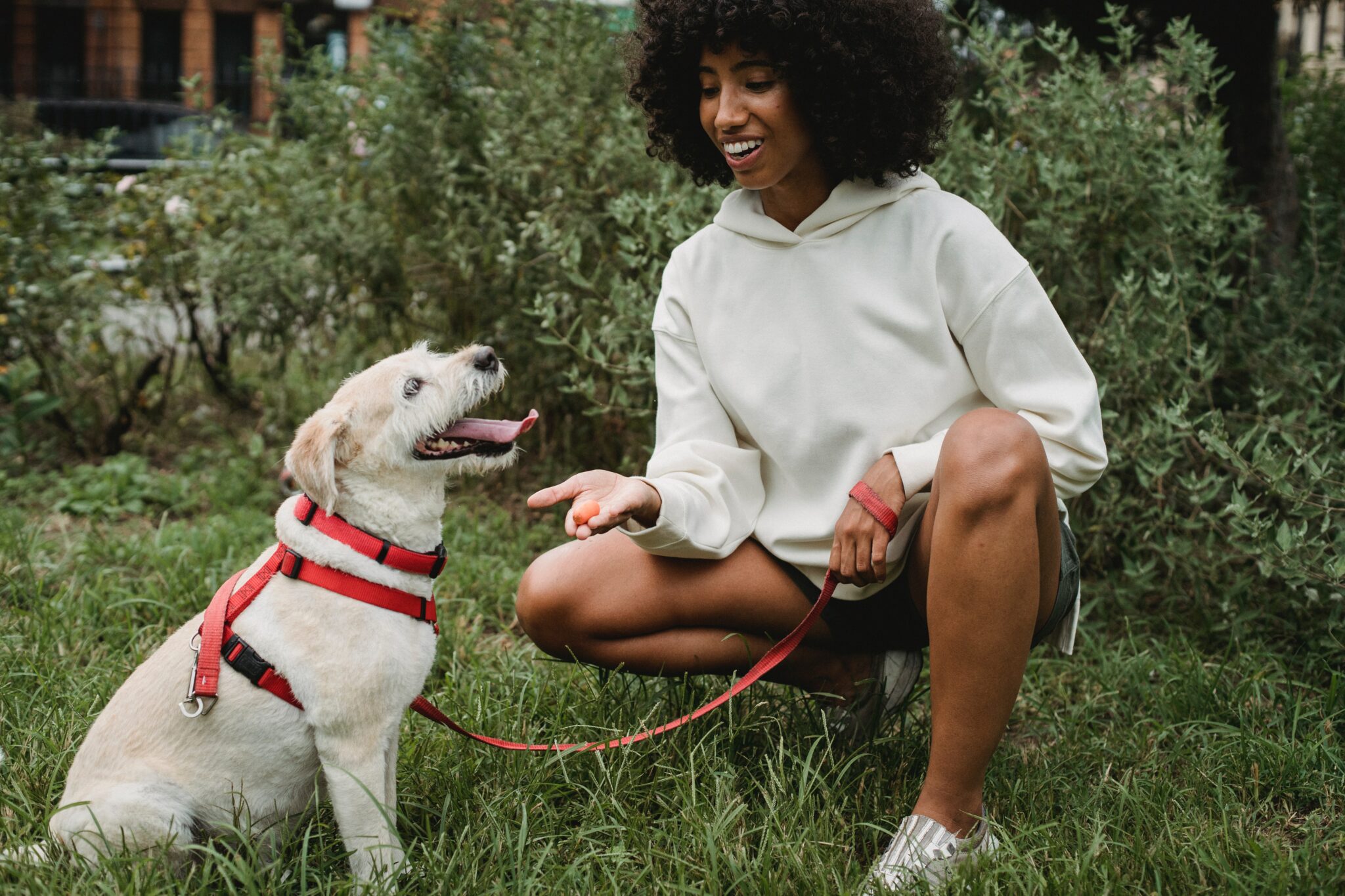 owner kneeling down to give well behaved dog a treat