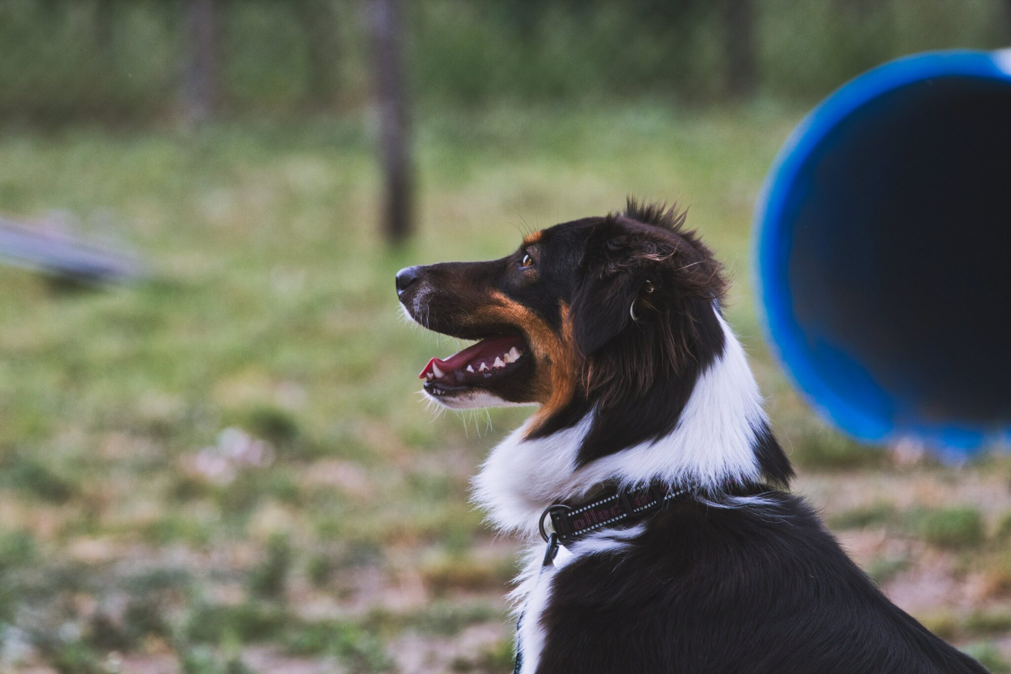 well behaved dog at dog training