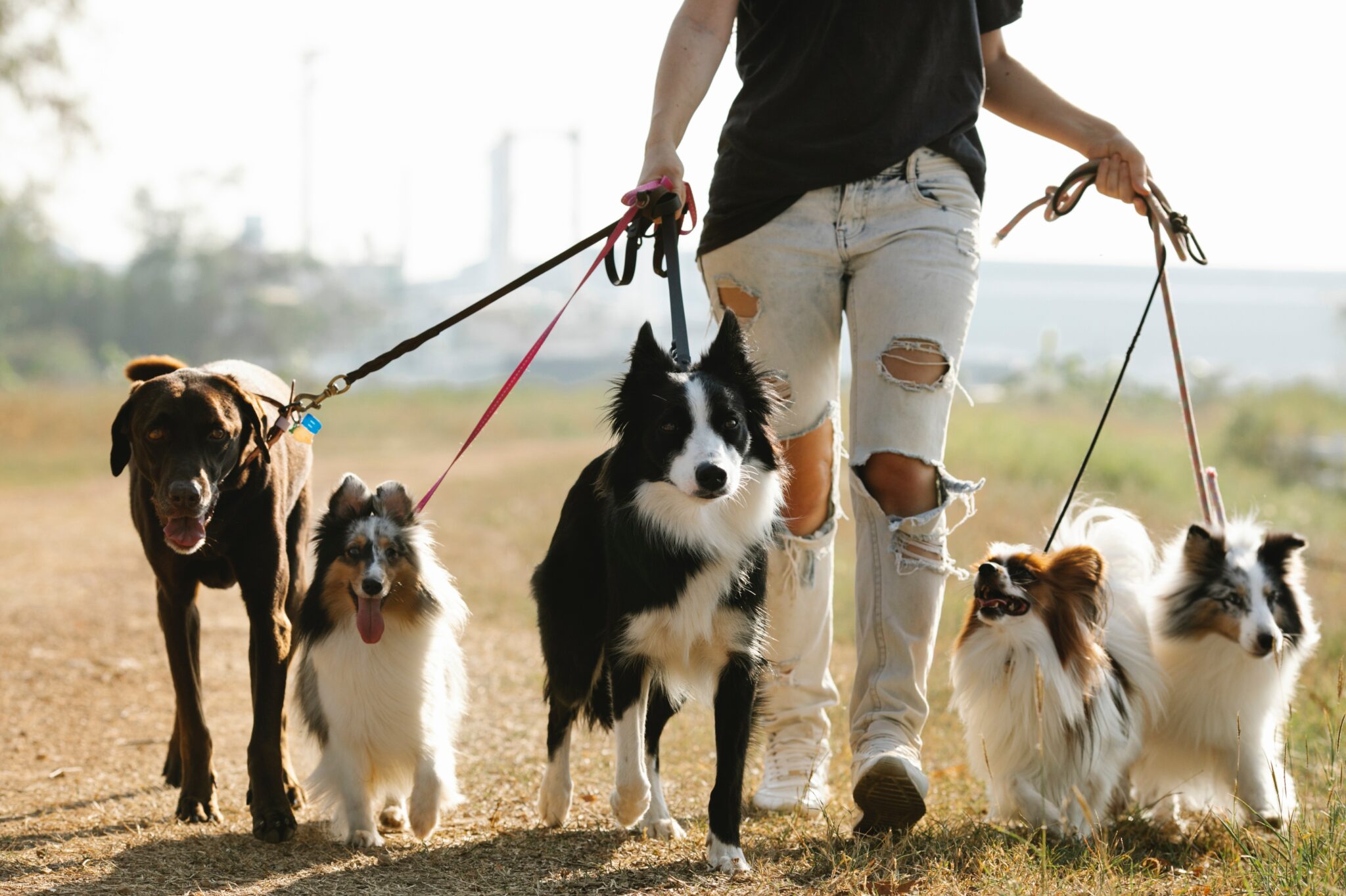 dog walker taking five dogs for a walk on a grass road