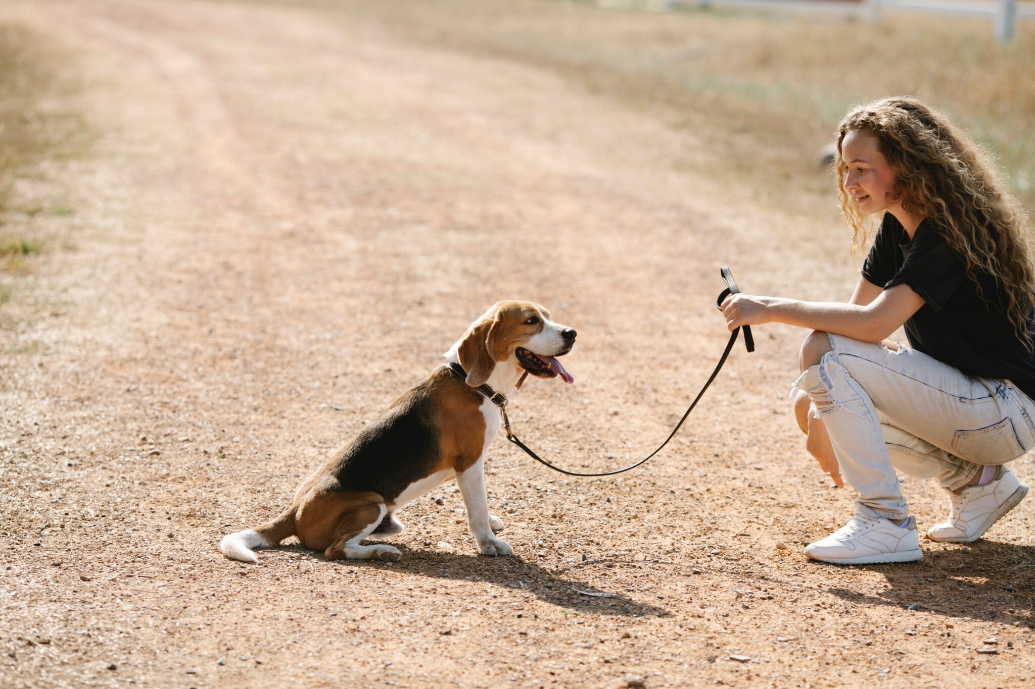 dog behaving well and sitting on grass for owner