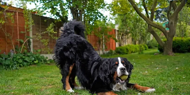 A dog displaying a play bow