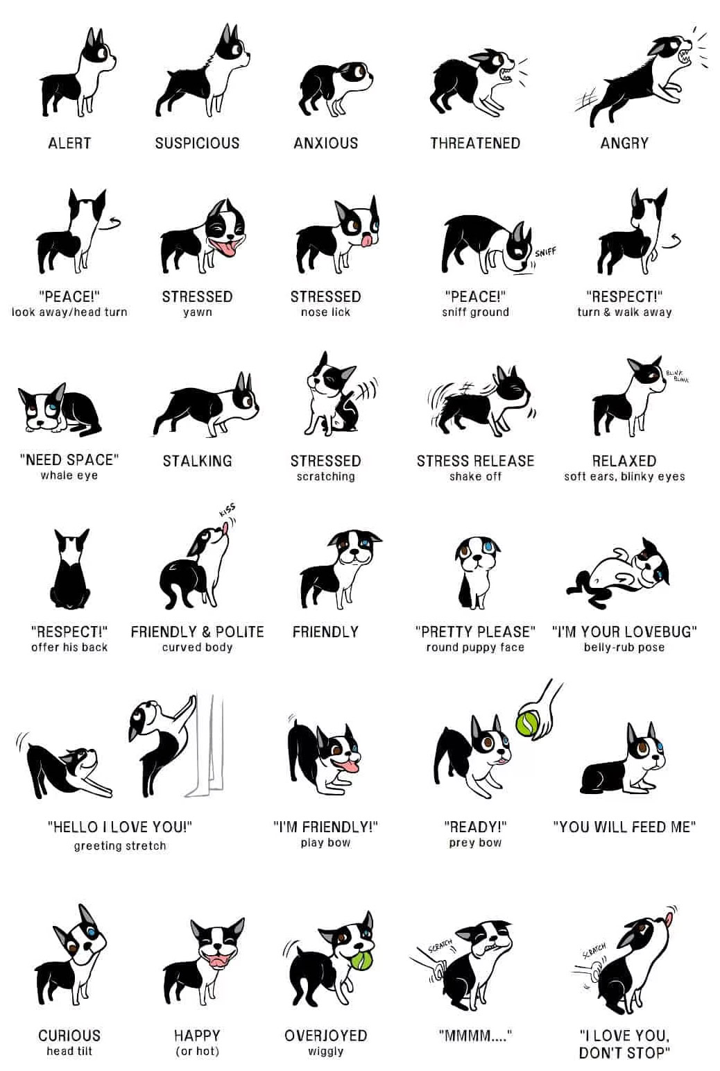 Canine Communication: Understanding Your Dog's Body Language and 