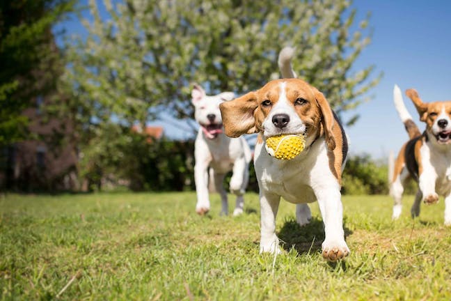 Socialise your dog Canine Communication: Understanding Your Dog's Body Language and Signals 5