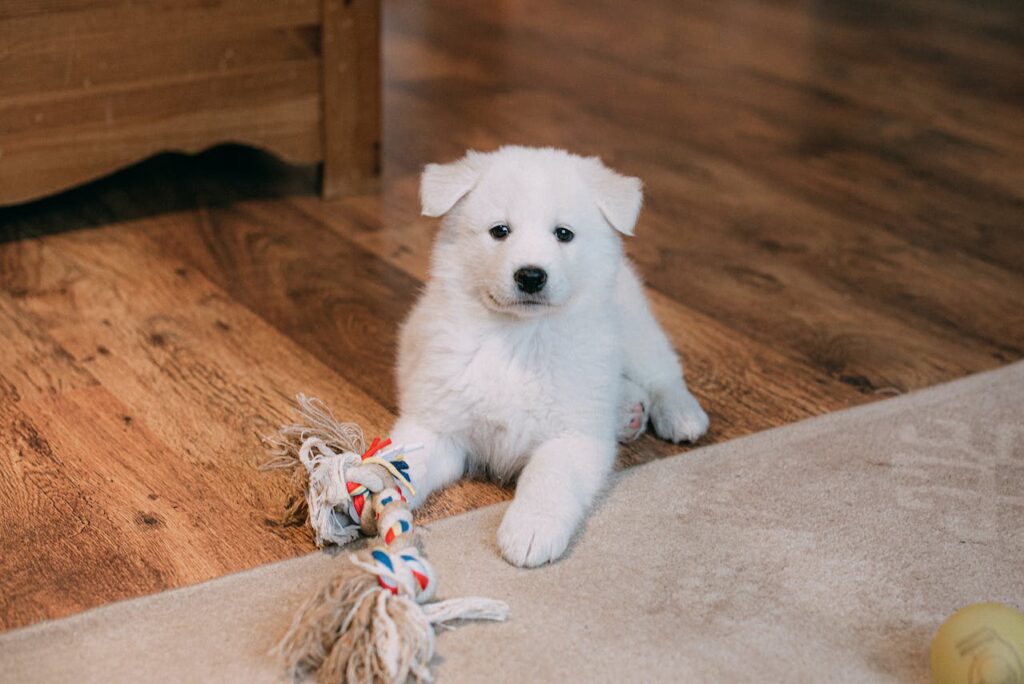 in house puppy training