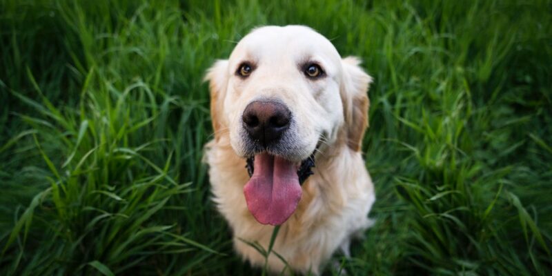 happy dog smiling as it looks up at owner