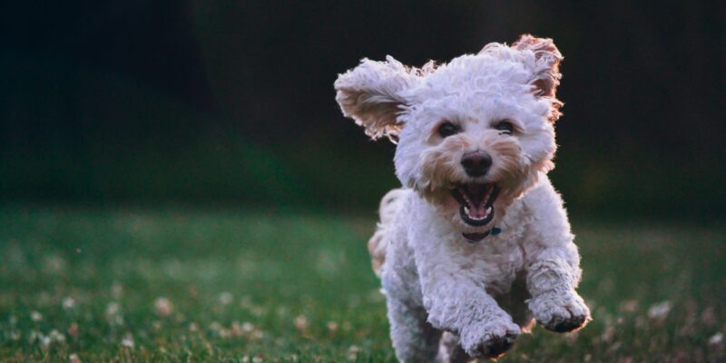 happy dog at a dog boarding kennel