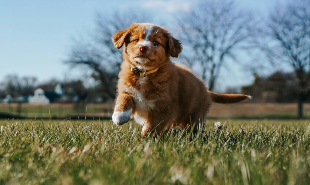 Perth puppy training from Allbreeds