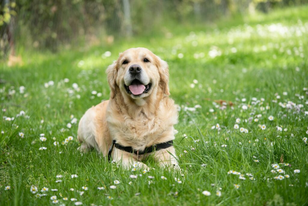 digging dog training perth