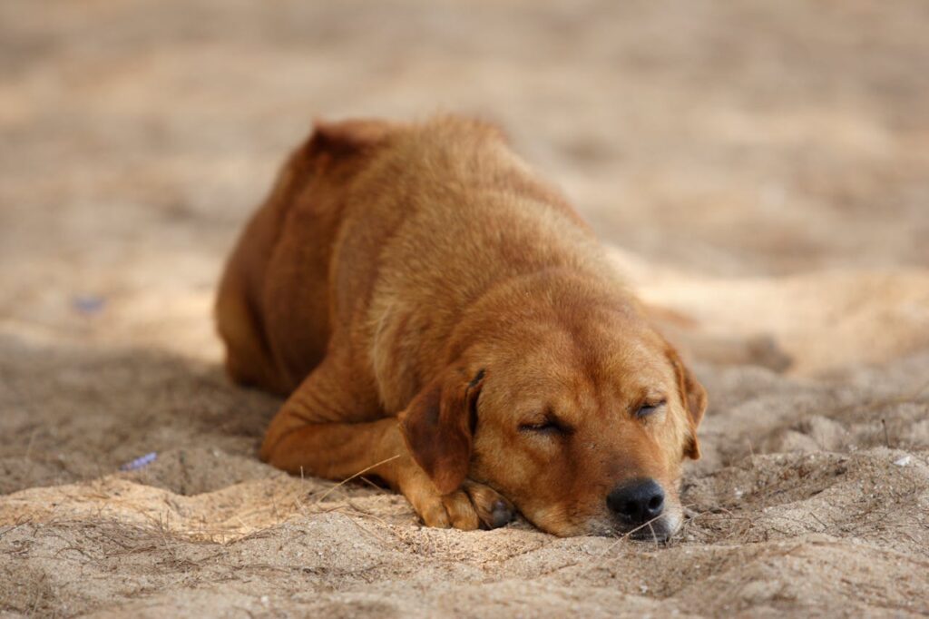 how to stop digging dogs