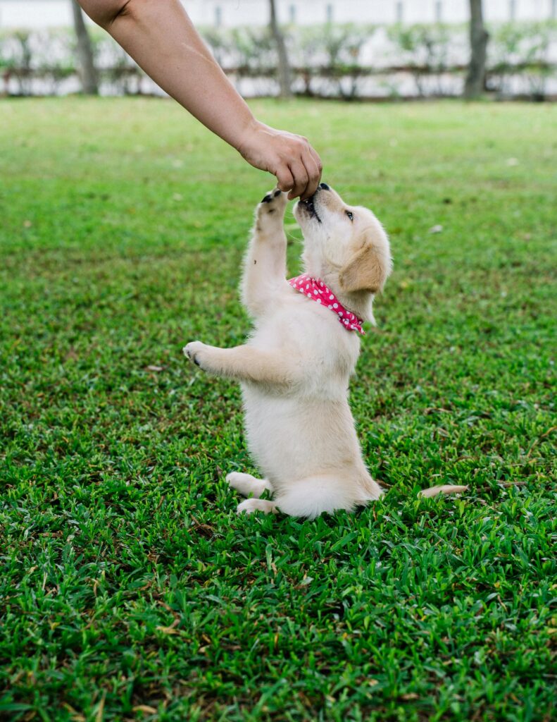 Puppy training by Allbreeds