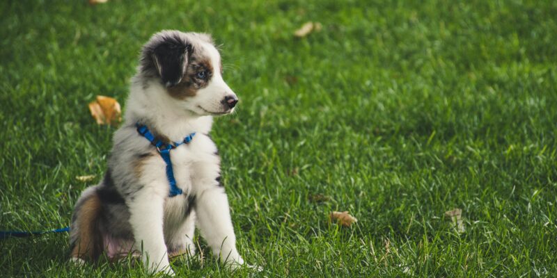 Puppy Training Perth by Allbreeds